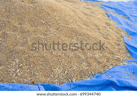 Wheat pictures prepared for making flour, heaps of wheat,
