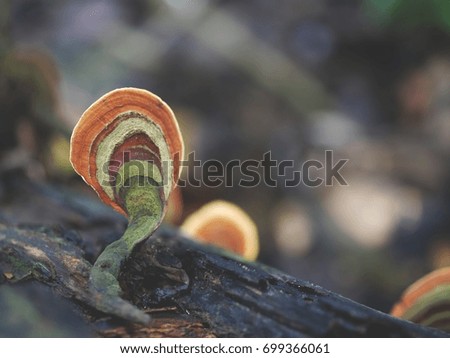 Orange mushrooms with old brown tree bark on green leaf blurred background,select focus with