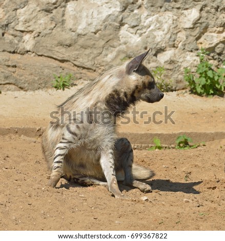 Striped hyena (Hyaena hyaena) 
