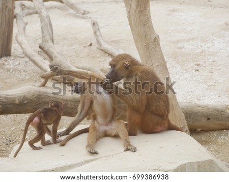 A group of yellow baboons grooming