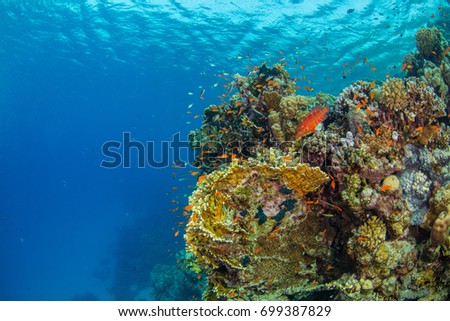 Beautiful coral reef with sealife. Underwater landscape photo with fish and marine life
