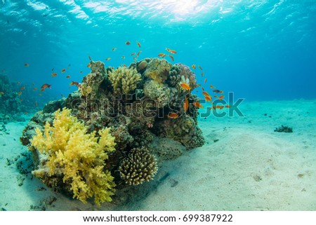 Beautiful coral reef with sealife. Underwater landscape photo with fish and marine life Royalty-Free Stock Photo #699387922