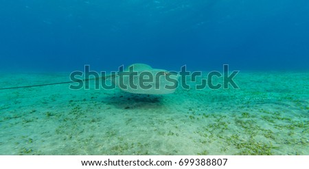 Hawksbill turtle eating sea grass from sandy bottom. Wild animal underwater photography, marine life, diving and snorkeling activities.