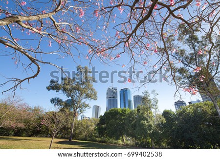 Brisbane city on the background of trees and flowers from Kangaroo  point 