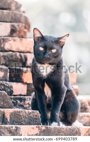 the black cat is sit on the bricks