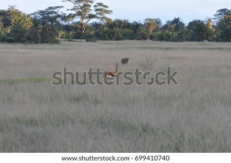 The African animals. Kenya.