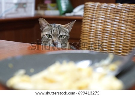 Gray striped cat looking at food on a table