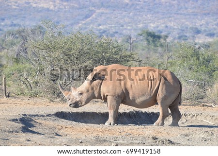 White Rhino, Rhino Royalty-Free Stock Photo #699419158