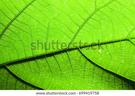 texture and detail from  leaf.