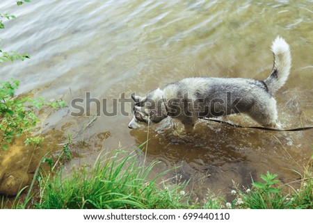 Siberian husky floats in the lake