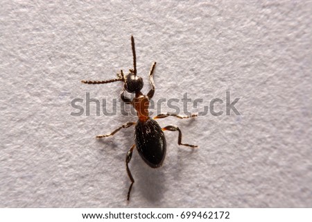 Ant (Formica rufa) also known as the Red Wood Ant Southern Wood ant or Horse Ant is a boreal member the photo ants on a White background