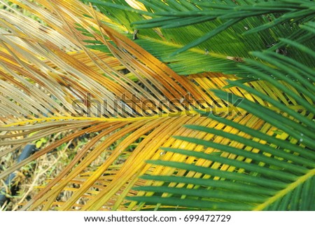palm leaf close up texture background