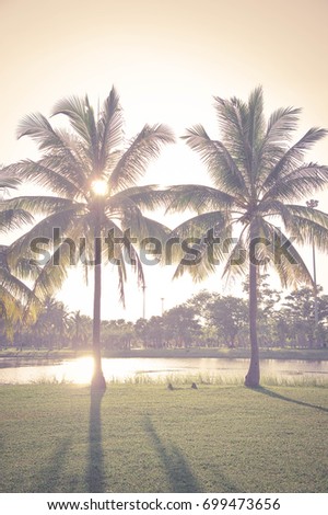 vintage coconut palm in the park with sunlight