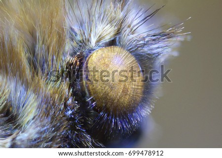 Close up and detailed butterfly eye. Macro photography