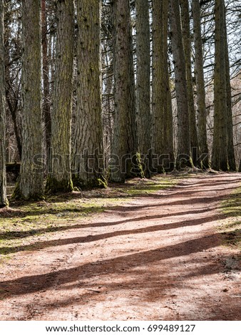 gravel road with valley of old big trees against blue sky and beautiful shadows - vertical, mobile device ready image