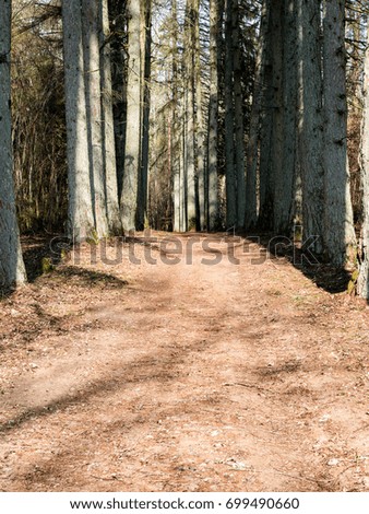 gravel road with valley of old big trees against blue sky and beautiful shadows - vertical, mobile device ready image