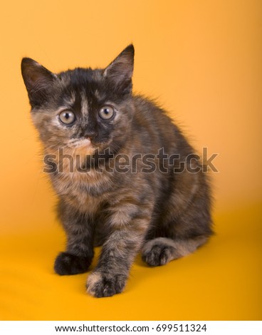 Australian Mist little cat kitty on yellow background