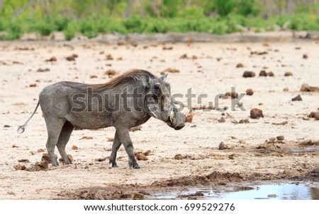 A lone Warthog walking towards a small waterhole on the dry dusty plains with a lush green bush in the background in Hwange National Park, Zimbabwe