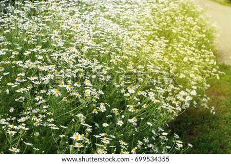 Green grass and chamomiles in the nature. Soft summer background