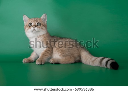Little ginger cat kitty with striped tail on green background