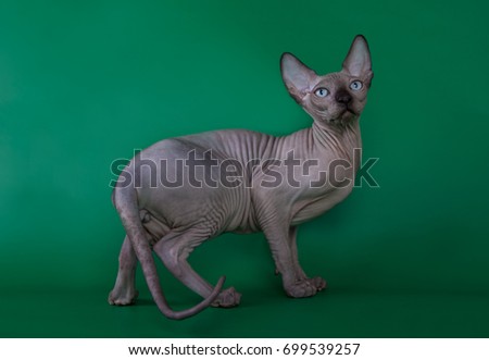 Sphynx cat on green background