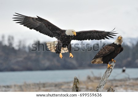 Two American bald eagles reaching tree stumps against background of Alaskan Kenai mountains and Cook Inlet waters