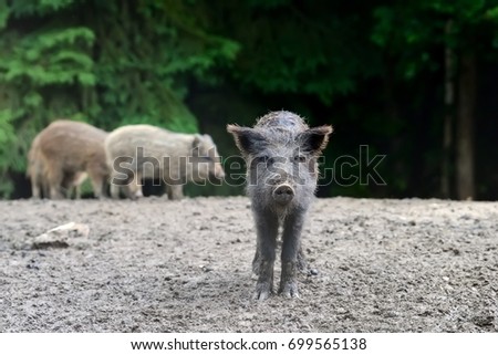 Small wild boar in the forest in the springtime