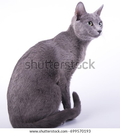 Russian blue cat on green background