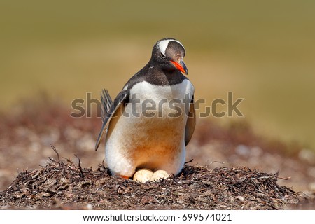 Gentoo penguin in the nest wit two eggs, Falkland Islands. Wildlife scene in the nature. Penguin with eggs in Antarctica.