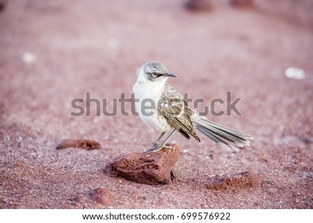 Mocking Bird, Galapagos Islands