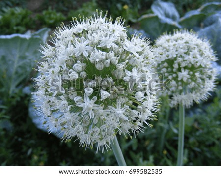 Pictures of onion plants prepared to give seeds, aged and matured onions give seeds, farmers should buy seeds from onion plants,