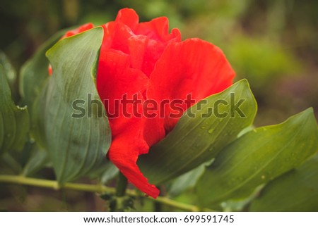 Red poppy blossom