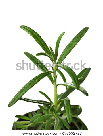 Green rosemary plant in pot on white background