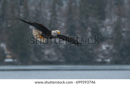 American bald eagle in flight over snowy Alaskan Kenai region cove off Cook Inlet with mountainous and forested shoreline for background