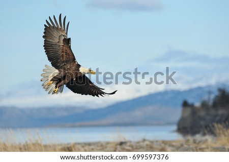 American bald eagle in flight and illustrated against Alaskan Kenai region coastal shoreline and Cook Inlet