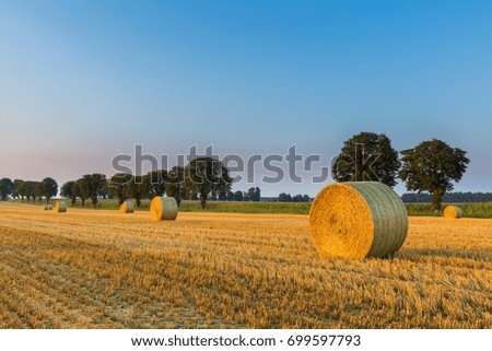 Summer landscape with stubble field and rolled bales of straw.
