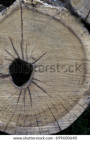 Wood texture of cut tree.Round cut down tree with annual rings.