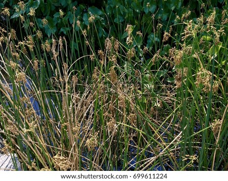 Close up photo of wild grasses and plants foliage with water in the background