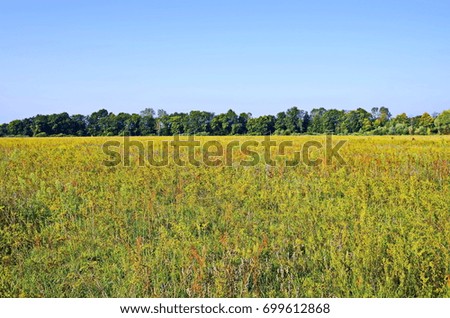 Summer landscape with flowering meadow near  forest and blue sky.