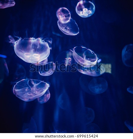 Medusa isolated. Jellyfish Aquarium. Blue background.  Royalty-Free Stock Photo #699615424