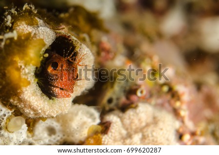 blenny from the sea of cortez, mexico