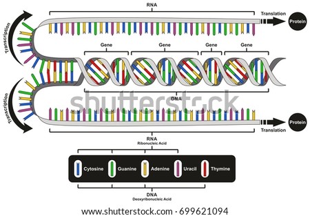 Central Dogma of Gene Expression infographic diagram showing the process of transcription and translation from DNA to RNA to protein and how it form for genetic medical science education Royalty-Free Stock Photo #699621094