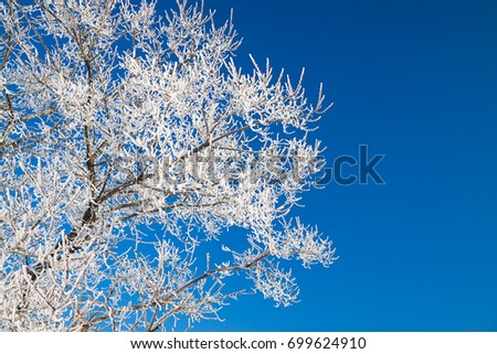 tree branches covered with snow on background blue sky. winter landscape.