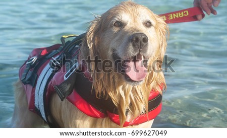 Golden retriever (dog) lifeguard in red outfit on the sea