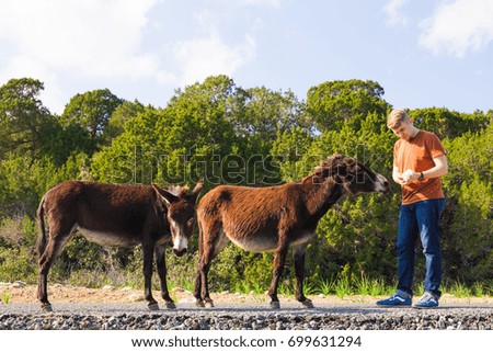 Young man feeding a wild donkeys out of hand. Wildlife, mammals, animals and nature concept