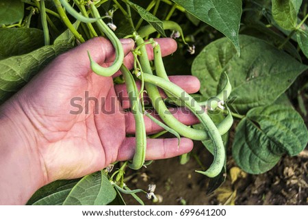Green beans in the garden, bean plants and tiny fruits,
Pictures of fresh green bean plants that start to bloom and give products
