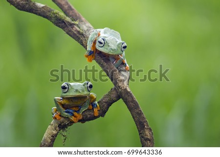 Tree frog on branch, Gliding frog (Rhacophorus reinwardtii) sitting on branch, Javan tree frog on green leaf, Indonesian tree frog, 