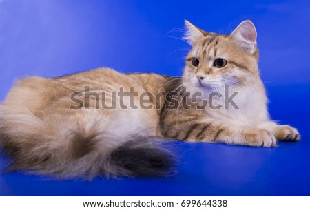 Maine Coon Cat on blue background