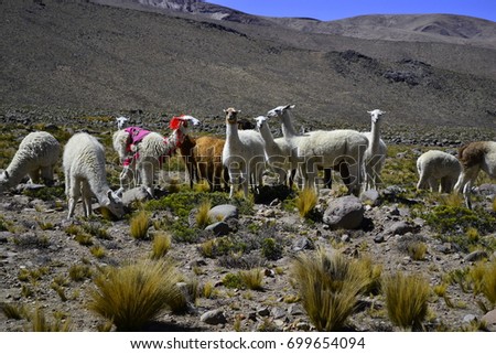 A lot of llamas walking