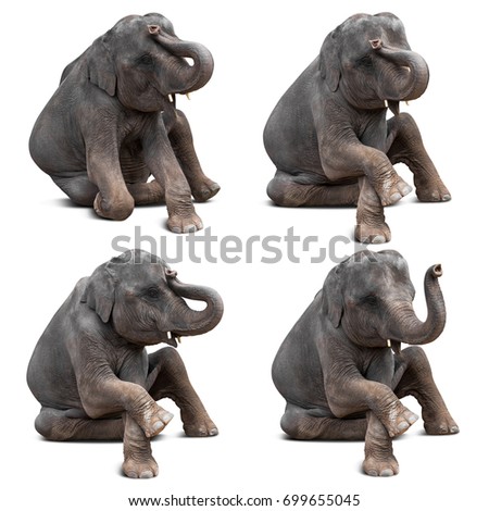 Cute baby asian elephant in various action isolated on white background with clipping path